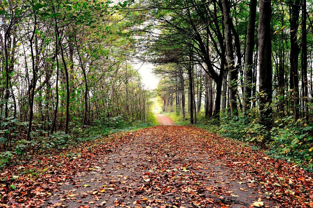Schlossgut Groß Schwansee Exterior foto A forest in the autumn